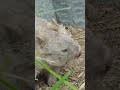 Some Wholesome Wombat Waddles To Brighten Your Day