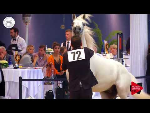 N.72 BASHIR AL RAYYAN - SEWC 2017 - Stallions (Class 5B)