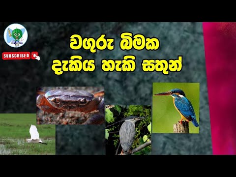වගුරු බිමක දැකිය හැකි සතුන්/ Animals found in a swamp / Animals*3,4,5 පරිසරය/ primary අපි/