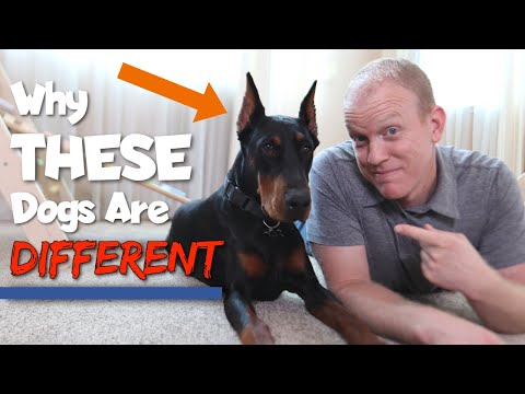 6 Ways Dobermans Are Different From Other Dogs Video