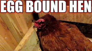 My egg bound hen - Signs and symptoms