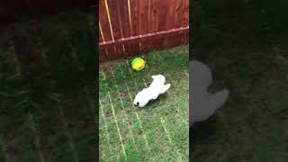 Video preview image #1 Maltese Puppy For Sale in FORT WORTH, TX, USA