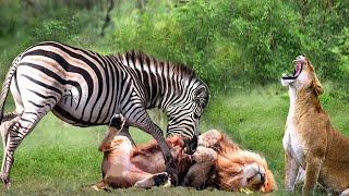 Fierce Battle, Can Lions Escape The Hunt Of Hungry Zebras? Lion vs Zebra