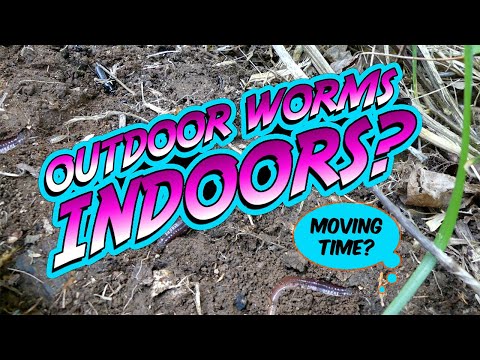 Should You Bring OUTDOOR WORMS, To An INDOOR WORM FARM?