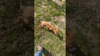 Video preview image #1 Mutt Puppy For Sale in Jackson Township, NJ, USA