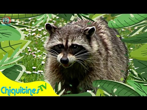 El sonido de los Animales - Vengan a ver mi Bosque - Canción Infantil