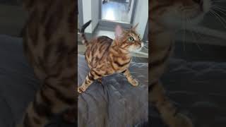 Just my cat