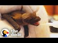 Teeny Tiny Baby Bat Gets A Milk Mustache | The Dodo Little But Fierce