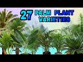 27 PALM PLANT /PALM TREE VARIETIES