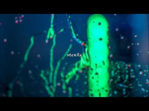 KizoKiz - Sterile (Audio Official)