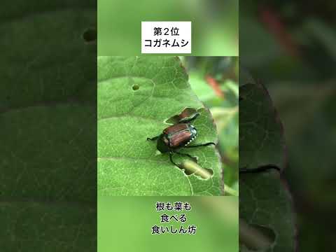 何が庭の虫を惹きつけるのか 自然に駆除する方法