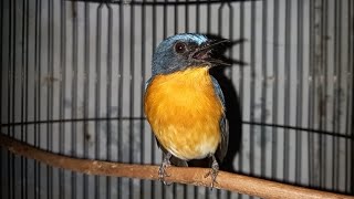 Download lagu Terapi ampuh buat Tledekan gunung bahan/malas bunyi agar cepat ngeplong mp3 Download lagu Terapi ampuh buat Tledekan gunung bahan/malas bunyi agar cepat ngeplong mp3