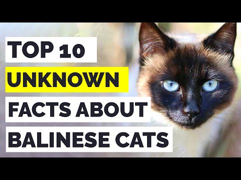 Balinese Cats : Top 10 Amazing Facts About Balinese Cats That Will Leave You Amazed!