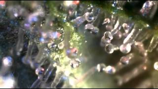 Amazing Weed Growing!  Jack Herer, Star Dust, Mother&#39;s Finest, Shiva Shanti, Jack Flash, Mr. Nice!