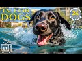 24 Hours of the Best Fun & Relaxing TV for Dogs! Boredom Busting Videos for Dog with Music