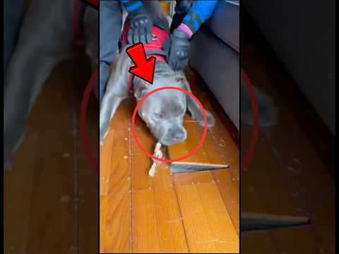 Dog Ripped Open The Vent…. Secret Exposed ‼️🚨