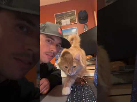 It’s Chester’s world and I’m just living in it! 😂🐈❤️ #cats #cat #rescuecat #otrcmp