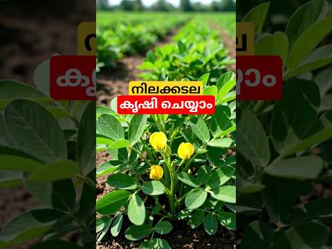 നിലക്കടല കൃഷി ചെയ്യാം