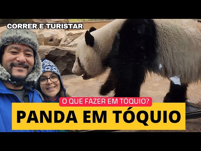 Urso Panda no Japão