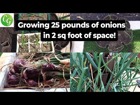 Growing Onion From Sets How To Grow Great Onions