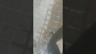 Escape de aguas fecales en una calle de L'Hospitalet