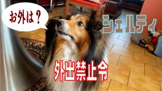 【シェルティ】外出禁止令【フランス田舎暮らし🇫🇷】#犬の散歩 #賢い犬 #犬のいる暮らし #マイペースな犬