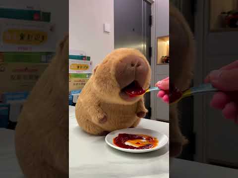 Pop quiz! What's the capybara eating? #quiz #capybara #funny #cute