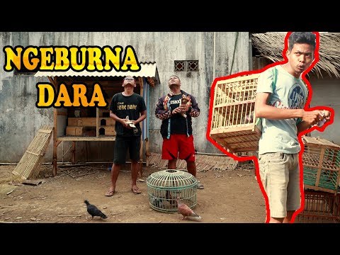 konci-35-komedi-ngapak-cilacap-ngeburna-dara