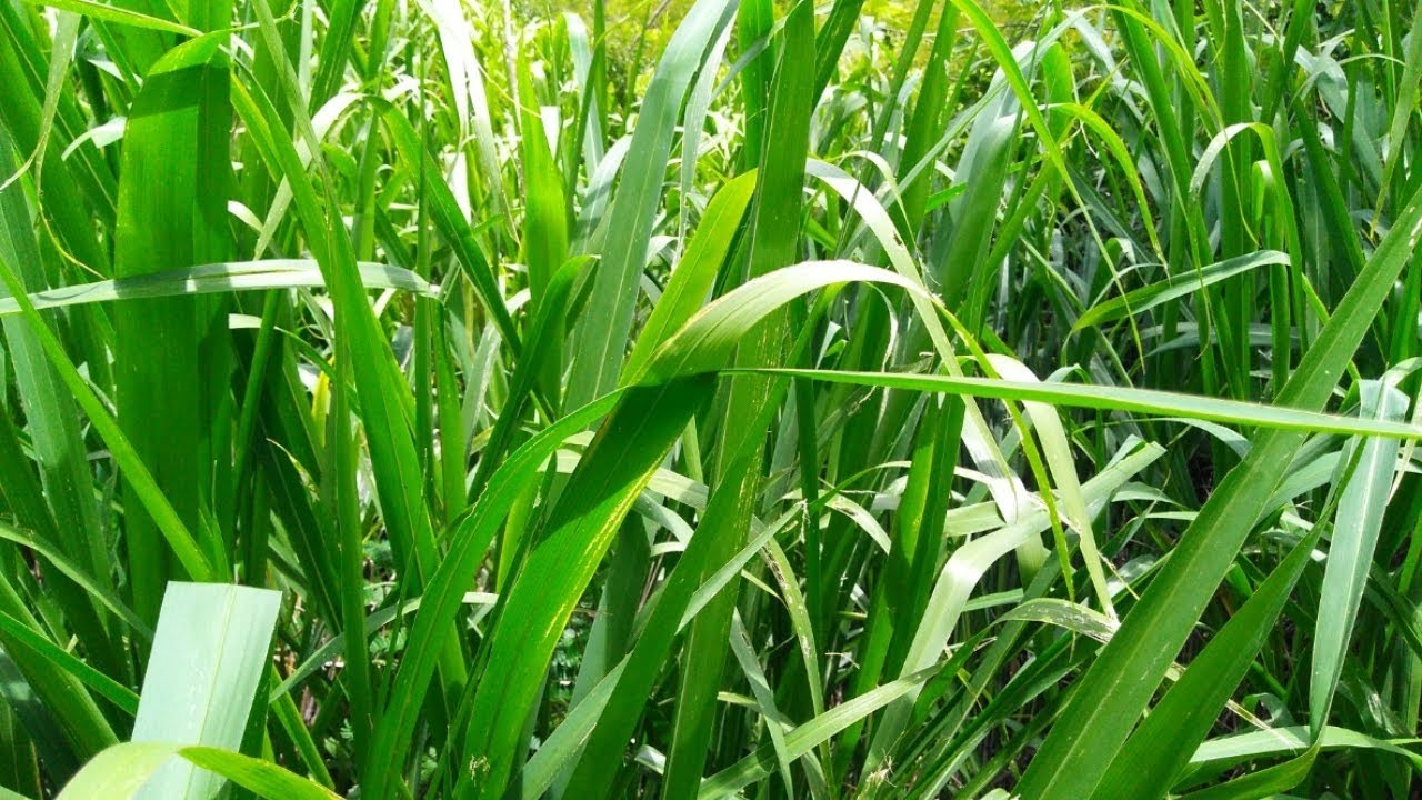 CAPIM COLONIÃO: COMO MANEJAR  CORRETAMENTE ?