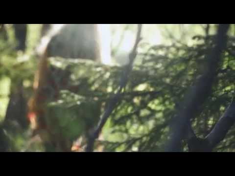 KAJAK - Gold Crowned Eagle (Official Video)