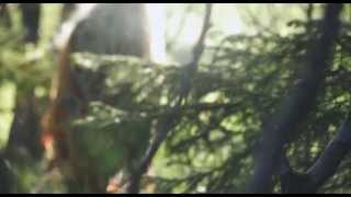 KAJAK - Gold Crowned Eagle (Official Video)