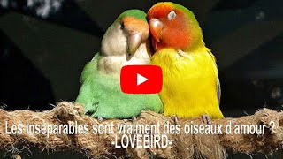 Les inséparables sont-ils vraiment des oiseaux d'amour  LOVEBIRD ?