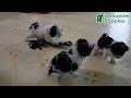 Shihpoo dogs for sale: Kate - Video 1