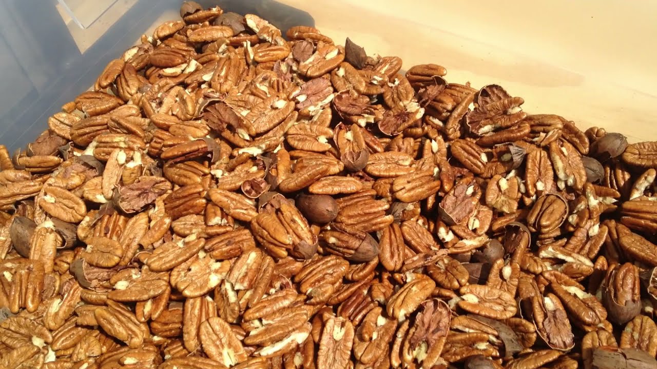 Pecan Cracker / Sheller