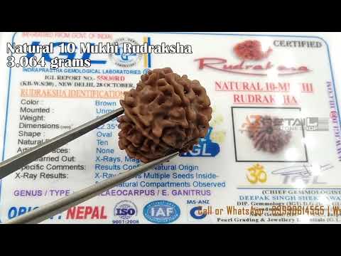 Natural 10 Mukhi Gaurishankar IGL Lab Certified Nepali Rudraksha