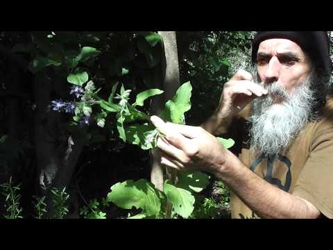 download lagu mp3 mp4 Borage Flowers Edible, download lagu Borage Flowers Edible gratis, unduh video klip Borage Flowers Edible