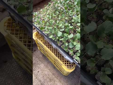 ブロッコリー 植物