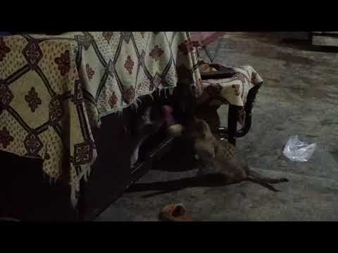 Cute baby cat 🐾🐱funny 🐈