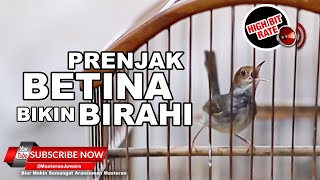 Download lagu 🔴 Prenjak Betina Lenjeh Memanggil Jantan ❗️Suara Pikat Prenjak Paling Ampuh mp3 Download lagu 🔴 Prenjak Betina Lenjeh Memanggil Jantan ❗️Suara Pikat Prenjak Paling Ampuh mp3