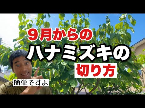 園芸 カナダのハナミズキ、4 ストローク