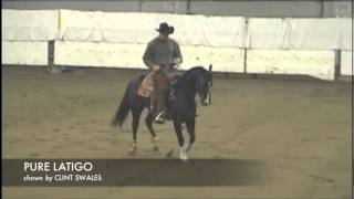 preview picture of video '2010 ASB Tom Balding Bridel Spectacular - Open Champs'