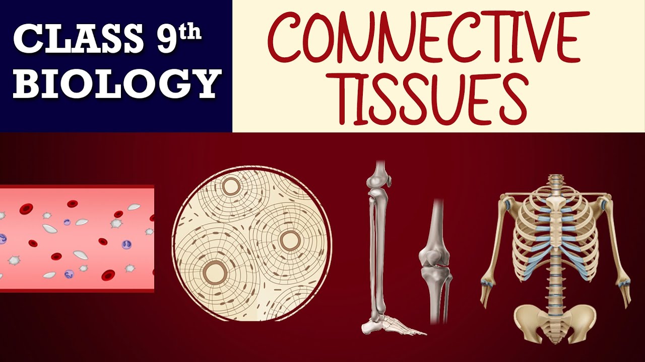 #Tissues part-8 (Animated) | Connective TISSUES | CBSE CLASS 9 | Biology Chapter-6 | NCERT Science
