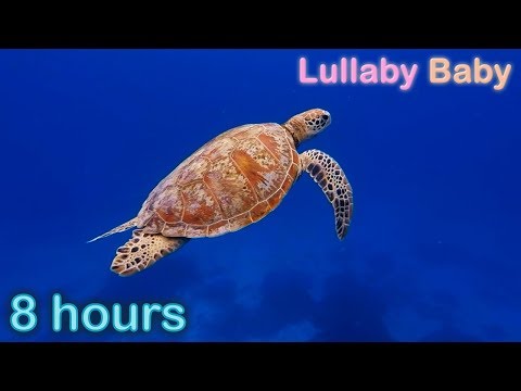 ✰ 8 HOURS ✰ UNDERWATER SOUNDS with MUSIC ♫ ☆ NO ADS ☆ SEA TURTLES Swimming ✰ Relaxing Sleep Music