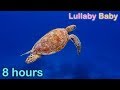 ✰ 8 HOURS ✰ UNDERWATER SOUNDS with MUSIC ♫ ☆ NO ADS ☆ SEA TURTLES Swimming ✰ Relaxing Sleep Music