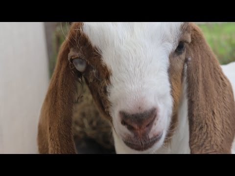 Killer Bees Blind a Baby Goat
