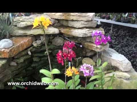 OrchidWeb - Epidendrum hybrids