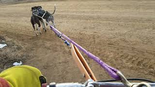 Canine dryland scootering at Lagerman Agricultural Preserve with Bandit and Bronco