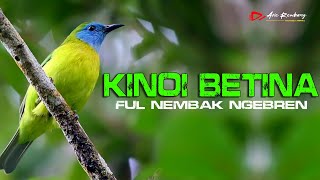 Download lagu KINOI GACOR SPEED RAPET AMPUH BUAT PANCINGAN DAN MASTERAN mp3
