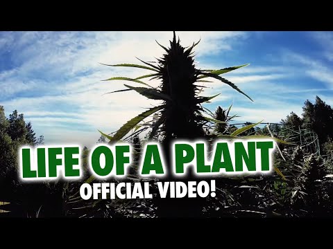 MendoDope - Life Of A Plant (Official Video)