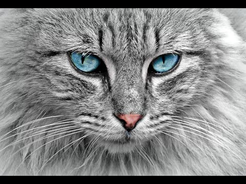 Everything You Need to Know About Cats – Ultimate Guide!